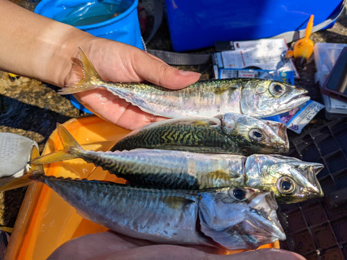 サバの釣果