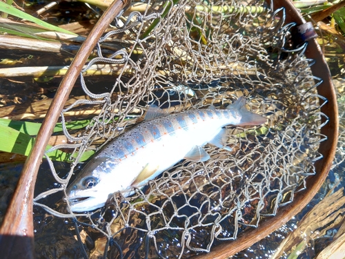 アマゴの釣果