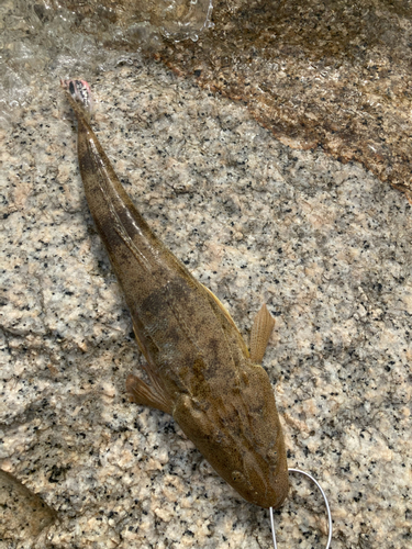 マゴチの釣果