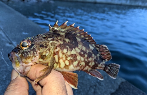 ガシラの釣果