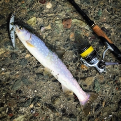 ウミアメの釣果