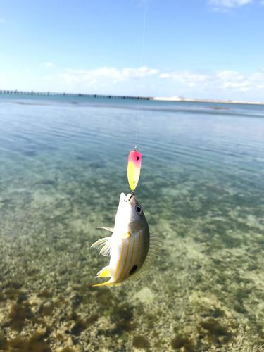 ヤマトビーの釣果