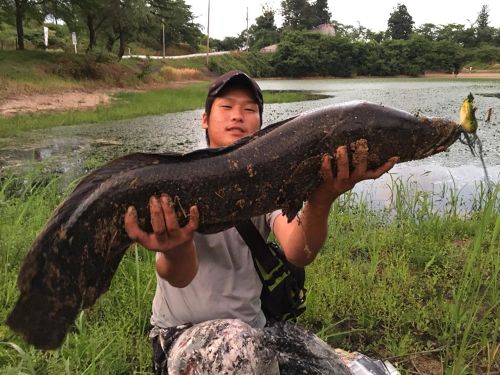 ライギョの釣果