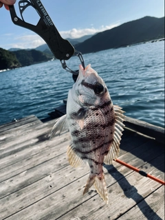 メイチダイの釣果