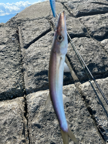 コノシロの釣果