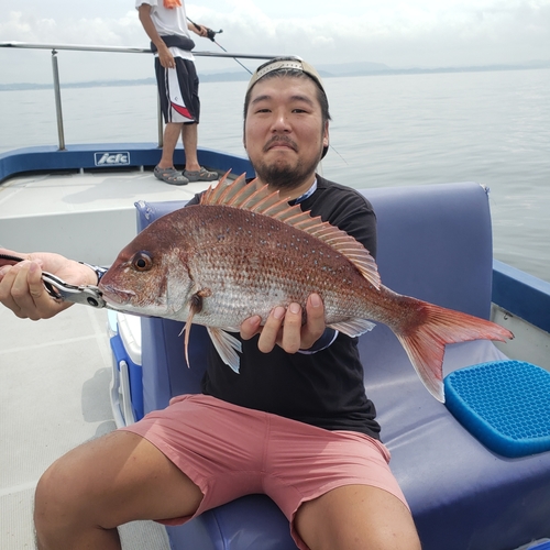 マダイの釣果