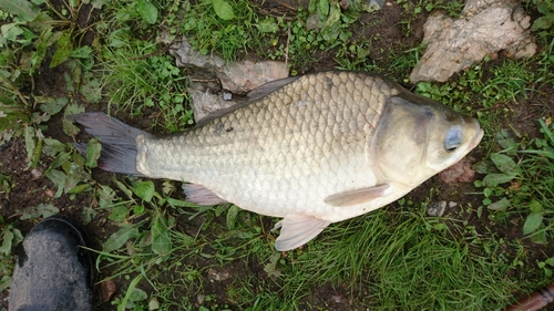 ヘラブナの釣果