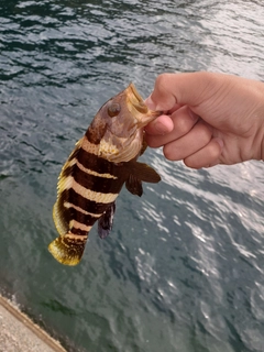 アオハタの釣果