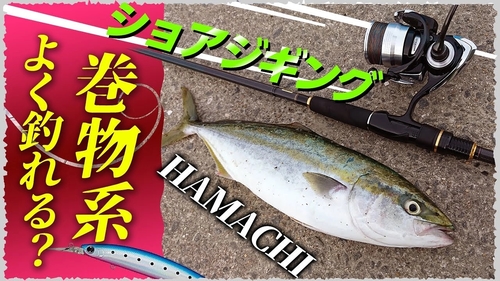 ハマチの釣果