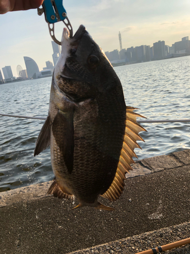 クロダイの釣果