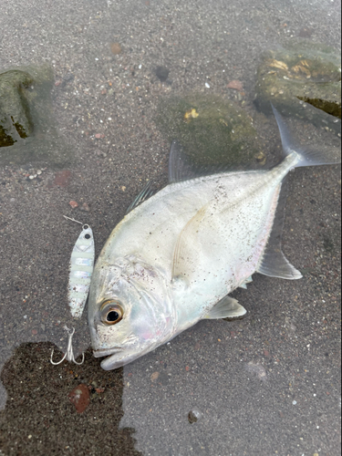 メッキの釣果