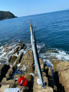 ダツの釣果