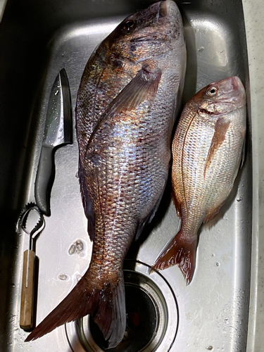 マダイの釣果