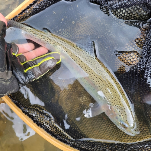 ニジマスの釣果