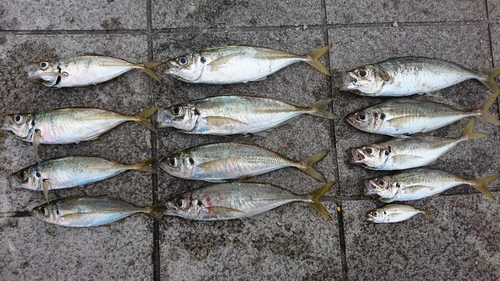 マアジの釣果