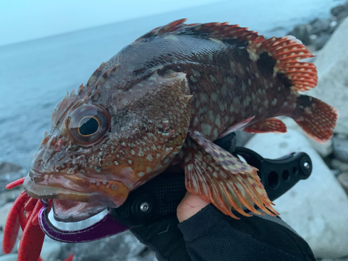 カサゴの釣果