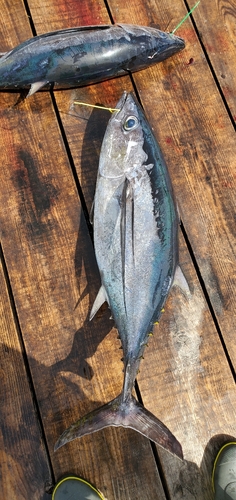 ビンチョウマグロの釣果