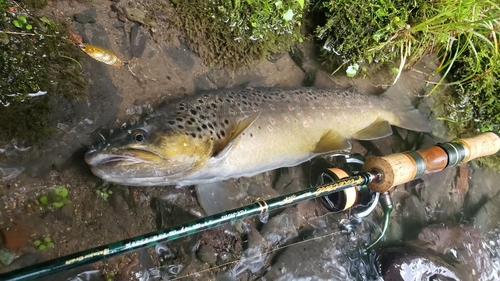 ブラウントラウトの釣果