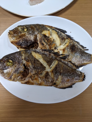 アユの釣果