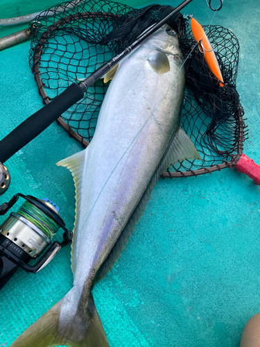 ヒラマサの釣果