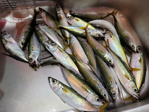 サバの釣果