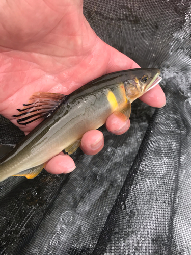 アユの釣果