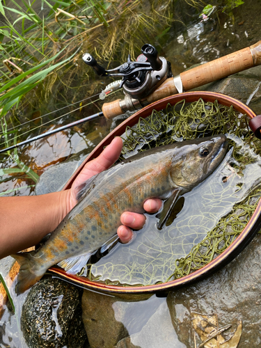 ヤマメの釣果