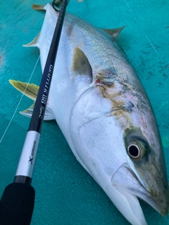 ヒラマサの釣果