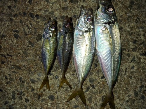 アジの釣果