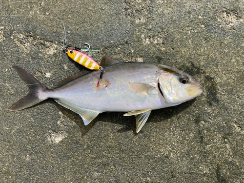 カンパチの釣果