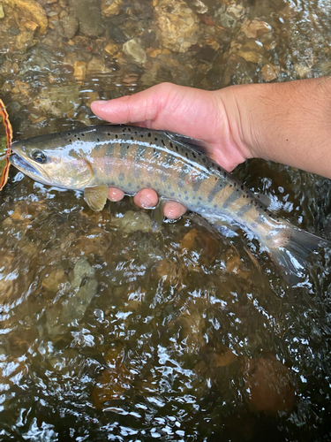 ヤマメの釣果