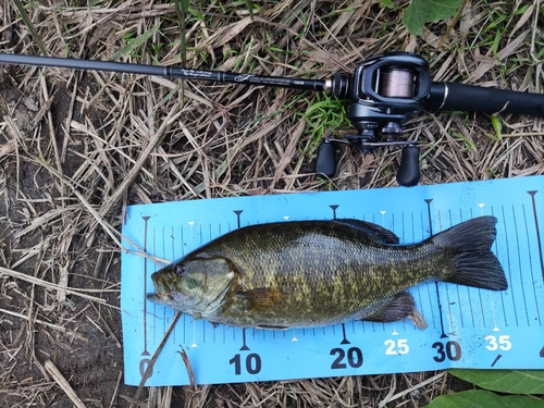 スモールマウスバスの釣果