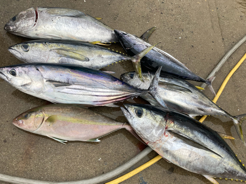 カツオの釣果