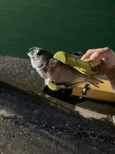 ミナミハタンポの釣果