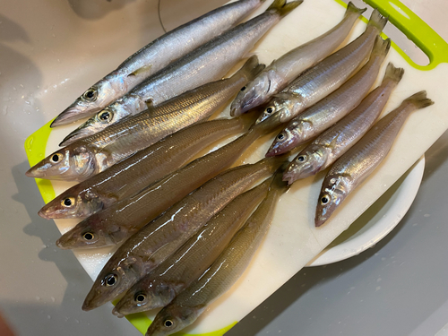 シロギスの釣果