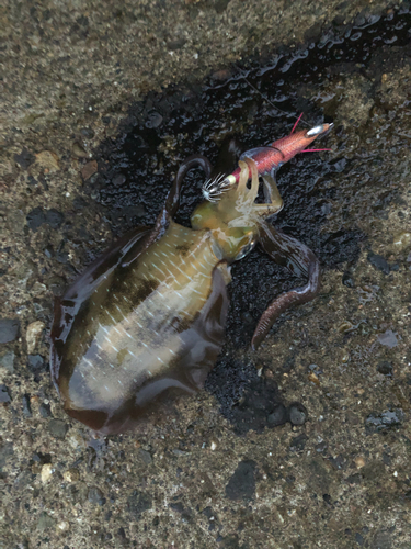 アオリイカの釣果