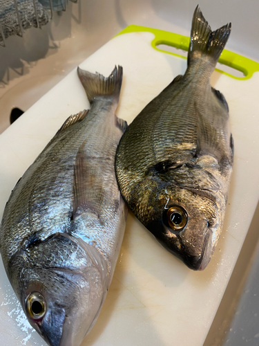 クロダイの釣果