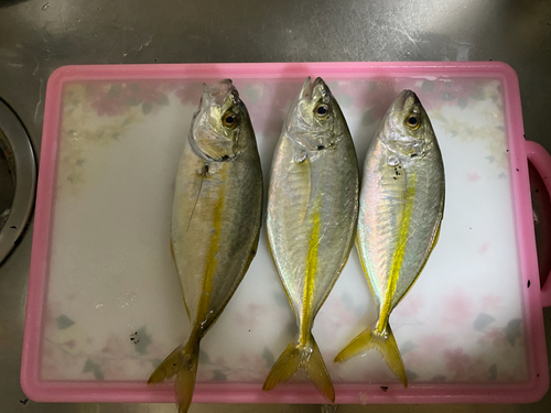 シマアジの釣果