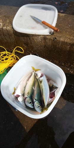 サバの釣果