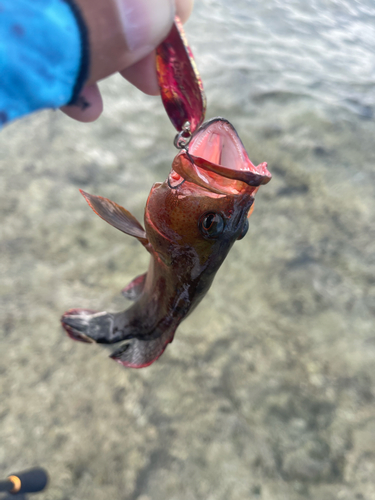 ニジハタの釣果