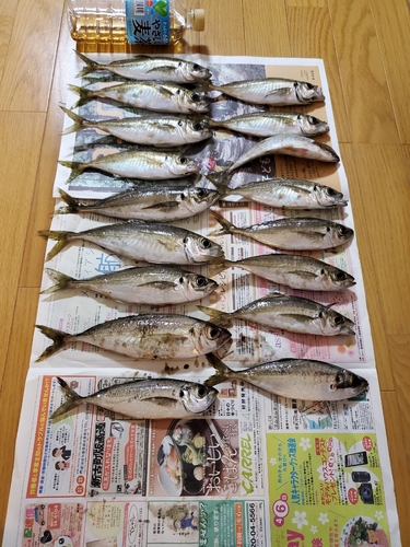 アジの釣果