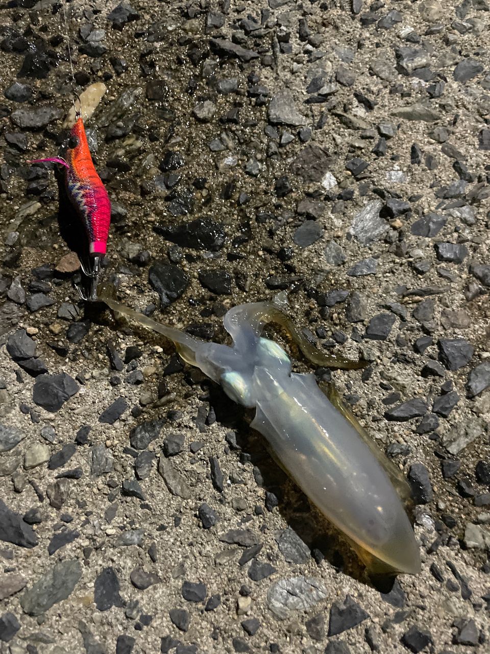 アオリイカ