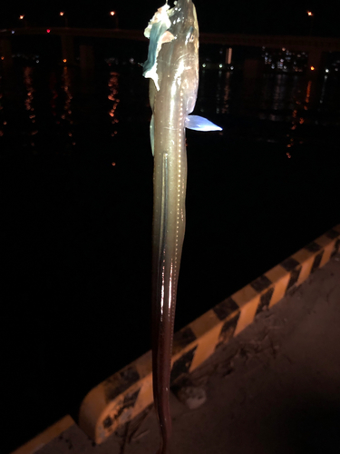 マアナゴの釣果