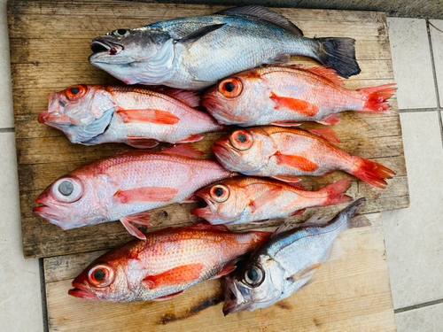 アカムツの釣果