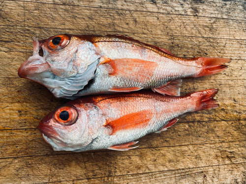 アカムツの釣果