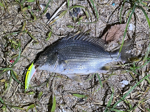 キビレの釣果