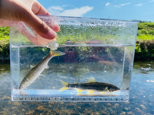 コアユの釣果