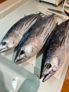 カツオの釣果