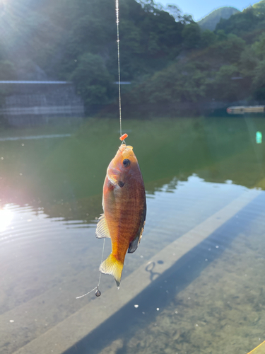 ブルーギルの釣果