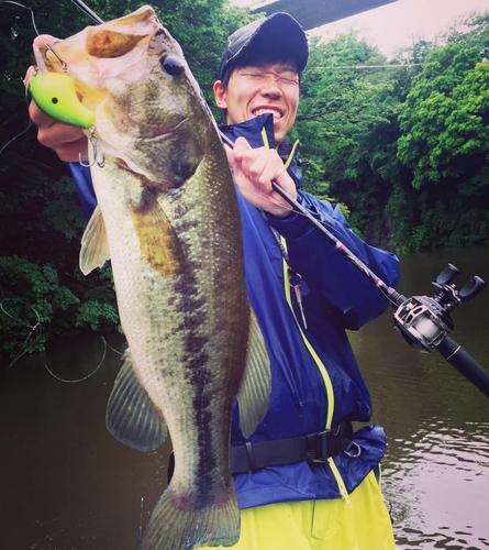 ブラックバスの釣果